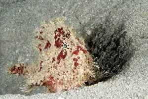 Anglerfish: Spotfin frogfish (Antennarius nummifer)