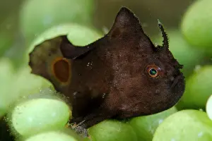 Nummifer: Spotfin Frogfish in coral