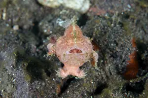 Spotfin Frogfish - swimming - Batu Ringgit dive