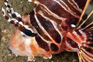 Spine: Spotfin Lionfish