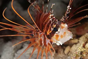 Dampier: Spotfin Lionfish