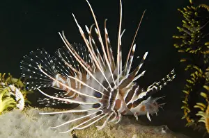 Manis: Spotfin Lionfish - Air Manis dive site, Ambon