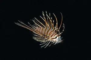 Spotfin: Spotfin Lionfish - Juvenile - Tasi Tolu dive site