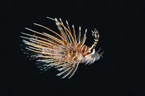 Spotfin: Spotfin Lionfish - Juvenile - Tasi Tolu dive site