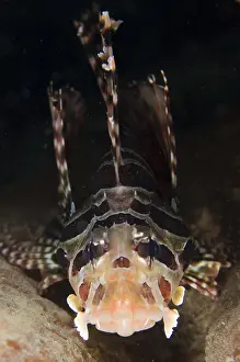 Spotfin: Spotfin Lionfish - Pantai Nama dive site, Ambon