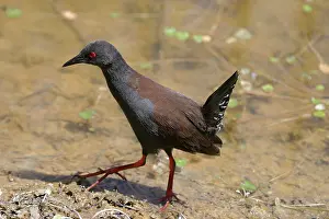 Crake: Spotless Crake