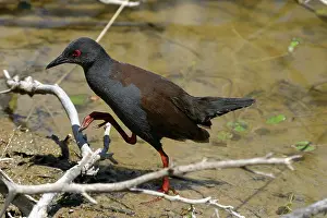 Crake: Spotless Crake