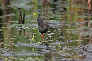 Crake: Spotless Crake