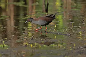 Crake: Spotless Crake