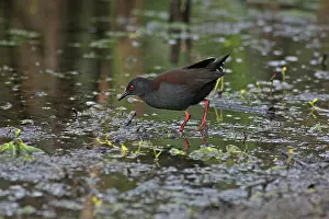 Crake: Spotless Crake