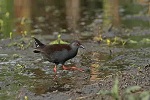 Crake: Spotless Crake