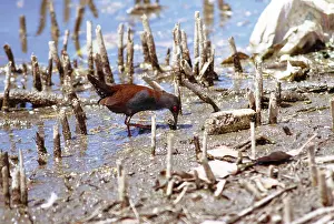 Crake: Spotless CRAKE - feeding along mangrove roots on mudflat