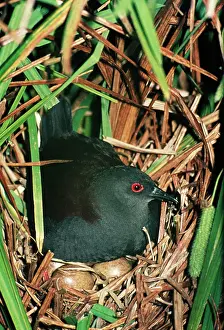 Crake: Spotless Crake - on nest with eggs