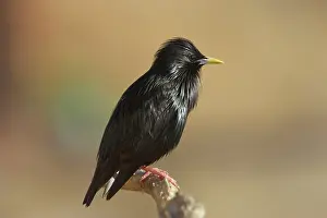 Spotless: Spotless Starling