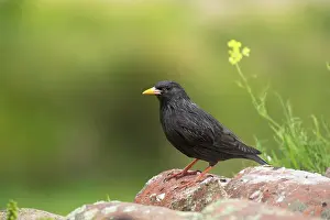 Spotless: Spotless Starling