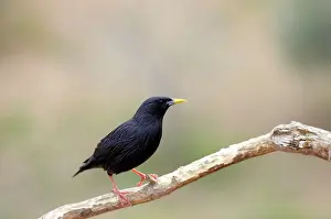 Spotless: Spotless STARLING