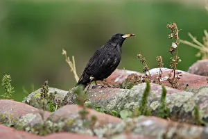 Spotless: Spotless Starling