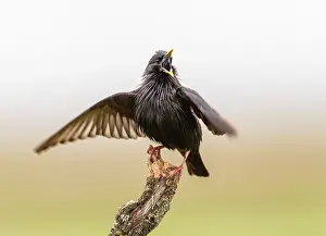 Spotless: Spotless Starling