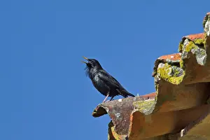 Spotless: Spotless Starling