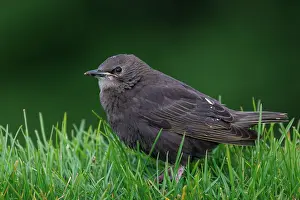 Major: Spotless starling