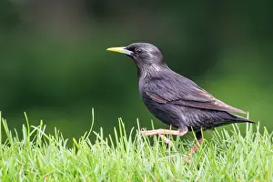 Major: Spotless starling