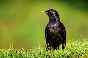 Major: Spotless starling