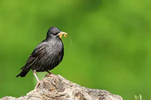Major: Spotless starling