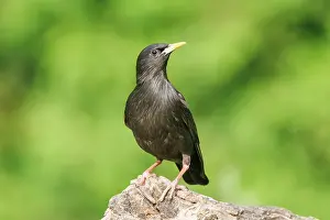 Major: Spotless starling