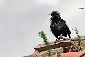 Spotless: Spotless Starling - with beak open