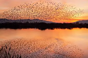 Spotless: Spotless Starling flock in flight over marsh at