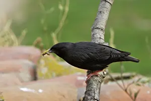 Spotless: Spotless Starling - with food in beak