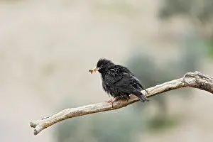 Spotless: Spotless Starling - with food in beak