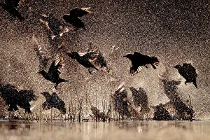 Startled: Spotless Starling group in flight bathing