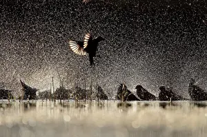 Startled: Spotless Starling group in flight bathing
