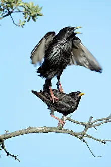 Spotless: Spotless Starling - pair mating on branch