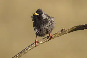Spotless: Spotless Starling perched on a branch Castilla La Mancha
