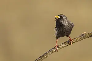 Spotless: Spotless Starling perched on a branch Castilla La Mancha