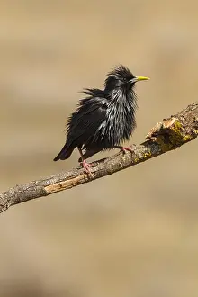 Spotless: Spotless Starling perched on a branch Castilla La Mancha