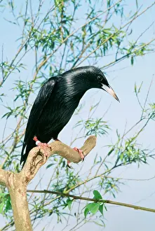 Spotless: Spotless STARLING - perched in tree