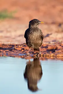 Spotless: Spotless Starling - by pool