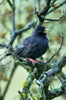 Spotless: Spotless Starling - singing from branch