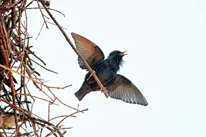 Spotless: Spotless Starling - singing and displaying from