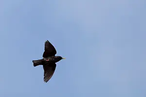 Spotless: Spotless Starling - Single adult in flight