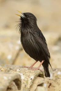 Starling: Spotless Starling (Sturnus unicolor) - calling from