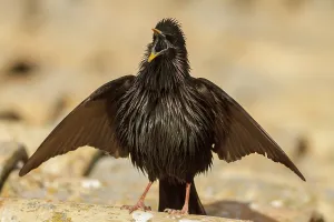 Starling: Spotless Starling (Sturnus unicolor) - calling from