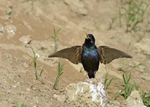 Sing: Spotless Starling (Sturnus unicolor) in courtship