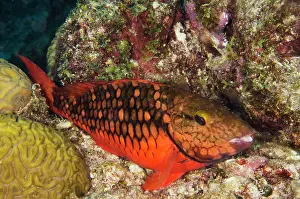 Bonaire: Spotlight Parrotfish, Initial Phase (Sparisoma