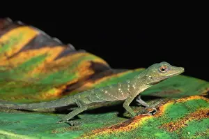 Punctatus: Spotted Anolis