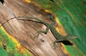 Punctatus: Spotted Anolis