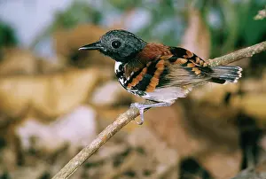 Antbirds: SPOTTED ANTBIRD